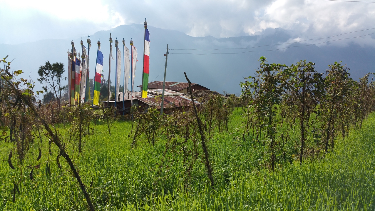 Alle Häuser haben seit dem Erdbeben Blechwände und -dächer...
