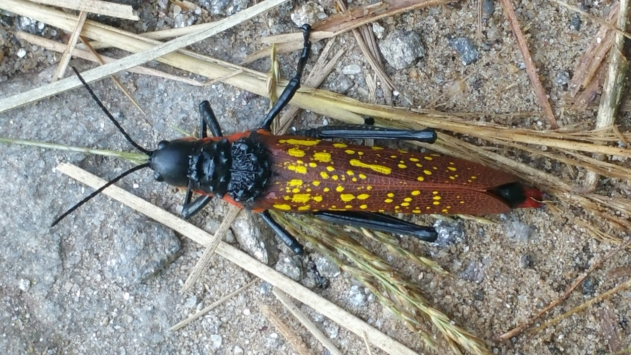 Begegnung auf dem Weg.
