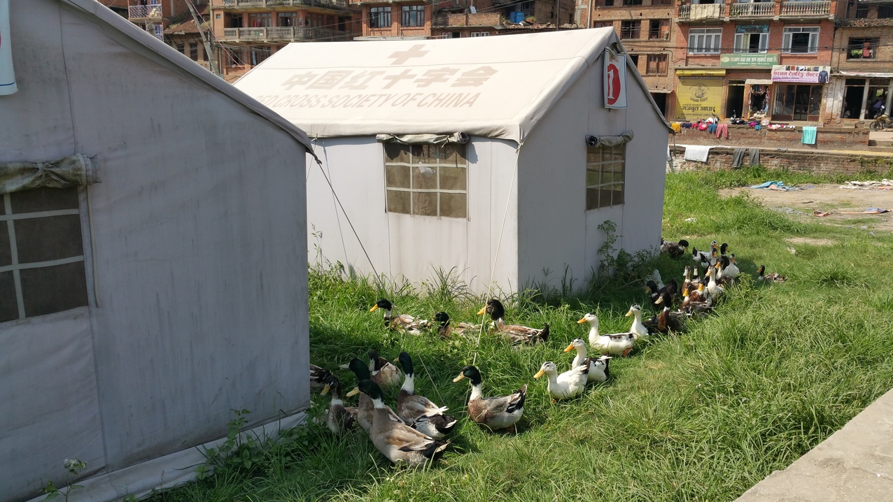 Im Saraswoti Park haben die Enten eine grüne Wiese...
