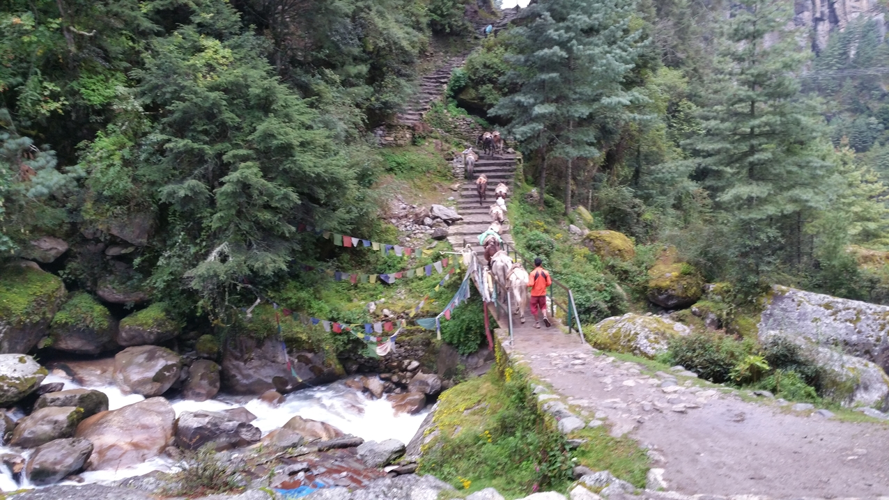 Eine Kolonne Esel auf dem Rückweg nach Lukla um wieder neues Baumaterial in den oberen Bereich des Tals zu bringen.
