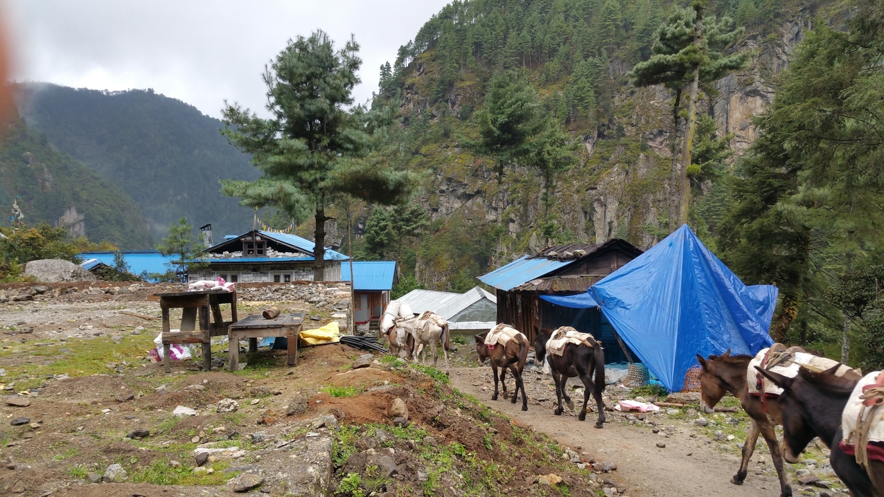 Eine Gruppe Esel bei Benkar.
