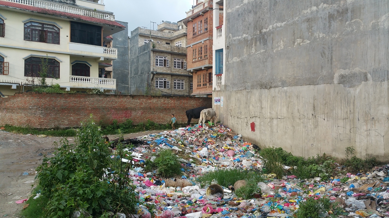Der kleine Müllplatz mit "grasenden" Kühen inmitten von Kathmandu ist nur 150 m Luftlinie entfernt vom Weltkulturerbe Boudhanath.
