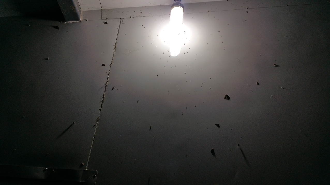 Die Insekten versammeln sich im Licht, das vor der weißen Wand des Hauses besonders gut anziehend wirkt.
