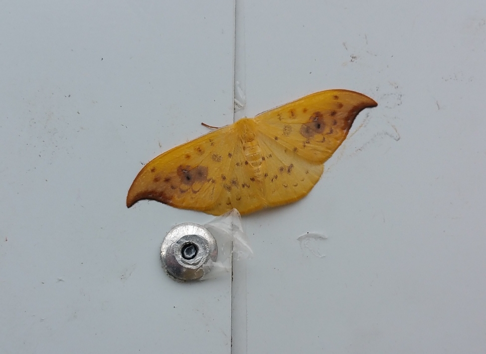 Nachdem in der Nacht die Außenbeleuchtung an war, haben sich viele Insekten auf der weißen Wand des Hauses niederlassen und sind noch am nächsten Tag zu bewundern...
