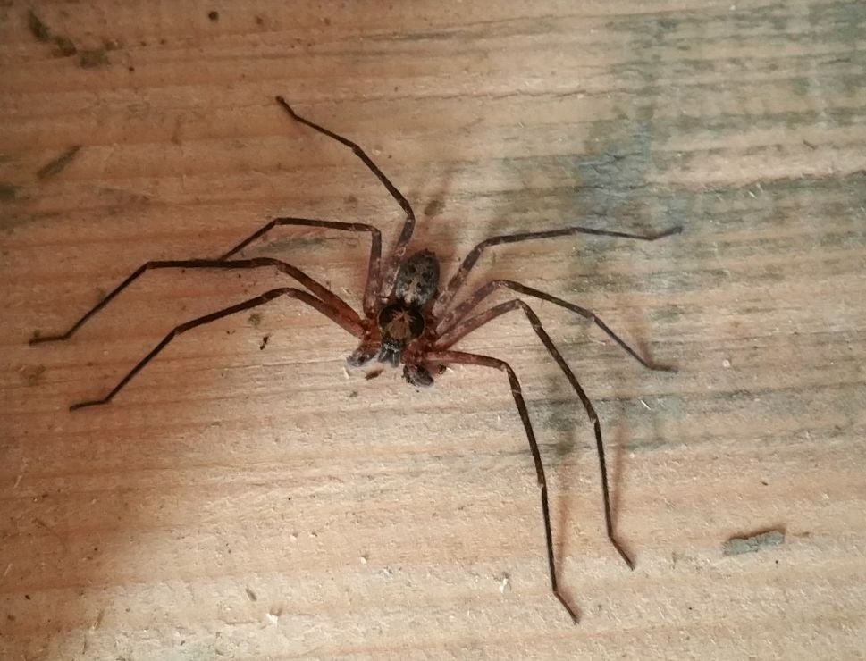 Jagdspinne im Raum hilft mit bei dem Bemühen, die Lodge nicht völlig den Insekten zu überlassen.
