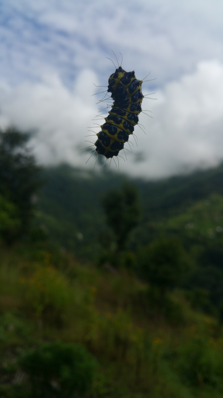 Ein Schritt weiter, und man hätte diese nette Raupe auf der Nase.
