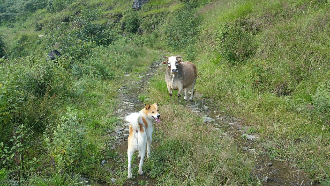 Der Hund hat uns schon vor der Wegkurve vor dem Stier gewarnt. Nur der Hirte konnte das Tier zum Rückzug bewegen.
