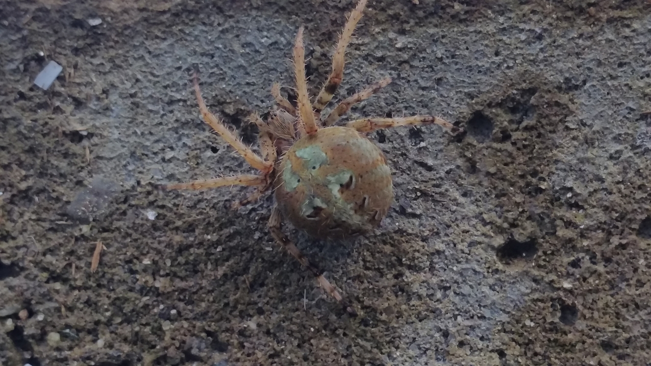 Es gibt viele Spinnen und sie sind ziemlich groß.
