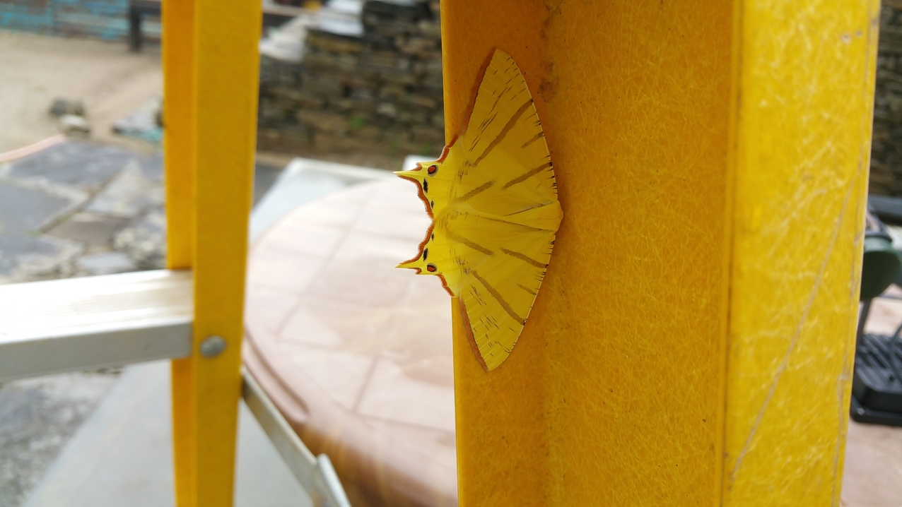 Der Buddhali hat sich instinktiv den Ruheplatz mit der besten Tarnung ausgesucht.
