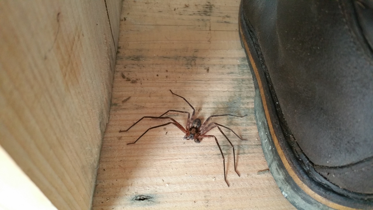 Diese nette Jagdspinne war im Stiefel. Vorher klopfen lohnt immer!
